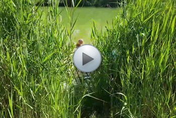 JuliaPink: Selbst am Teich gemacht und beobachtet worden